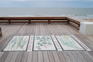 Plantes de la dune