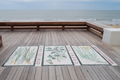Plantes de la dune
